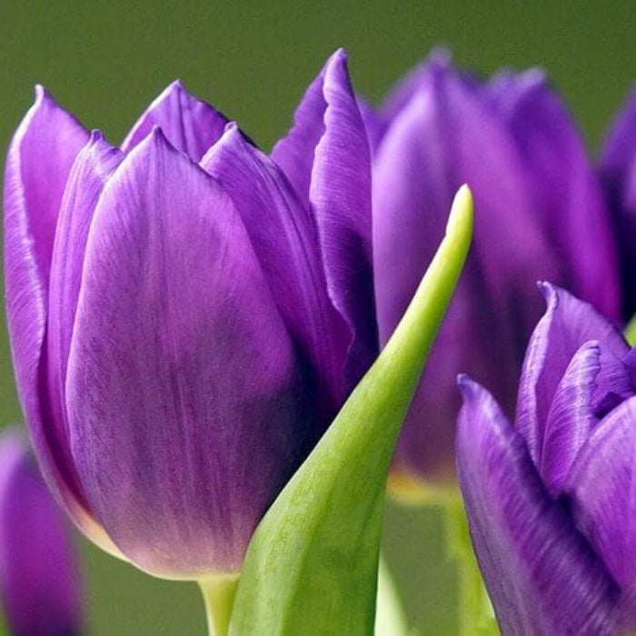 Wildflower Mix Violet Tulip Seeds - Heirloom Flower Garden Seeds for Growing