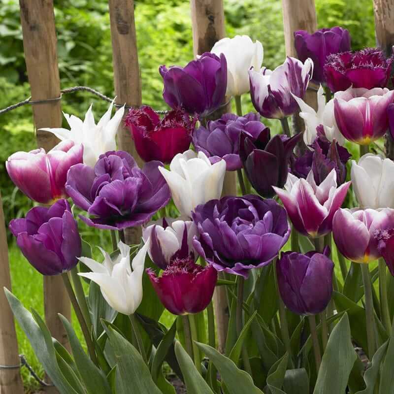 Wildflower Mix Violet Tulip Seeds - Heirloom Flower Garden Seeds for Growing