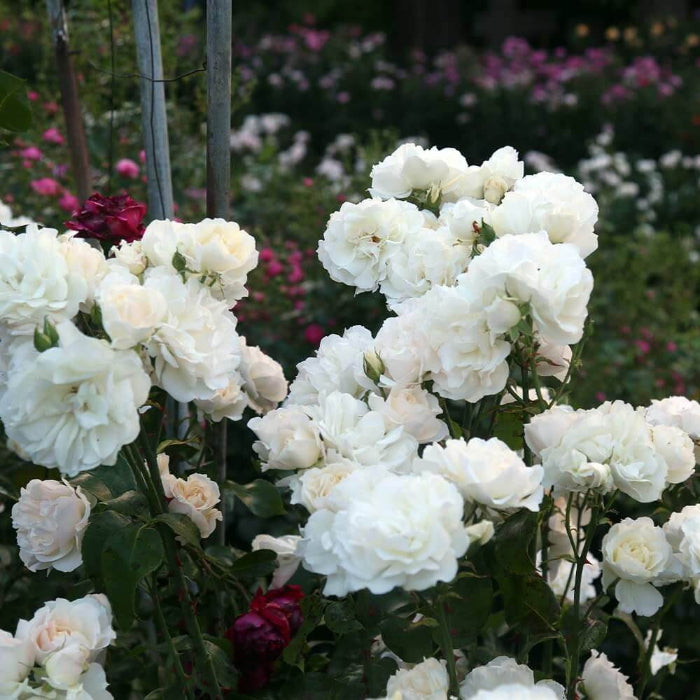 Wildflower Mix White Climbing Rose Seeds - Heirloom Flower Garden Seeds for Growing