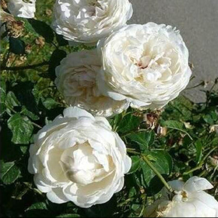 Wildflower Mix White Climbing Rose Seeds - Heirloom Flower Garden Seeds for Growing
