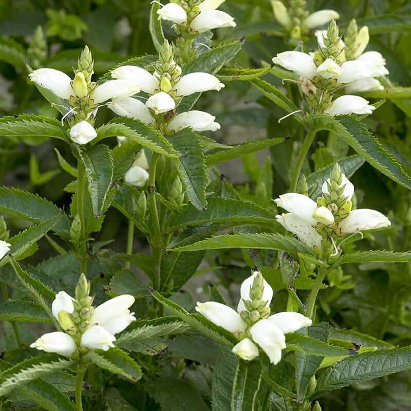 Wildflower Mix White Turtlehead Seeds - Heirloom Flower Garden Seeds for Growing