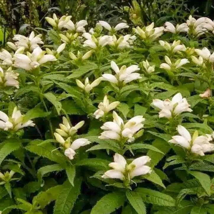 Wildflower Mix White Turtlehead Seeds - Heirloom Flower Garden Seeds for Growing