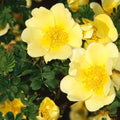 Wildflower Mix Xanthina Rose Seeds - Heirloom Flower Garden Seeds for Growing