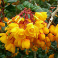 Wildflower Mix Yellow Darwinii Seeds - Heirloom Flower Garden Seeds for Growing