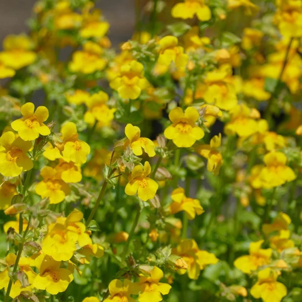 Wildflower Mix Yellow Erythranthe Seeds - Heirloom Flower Garden Seeds for Growing