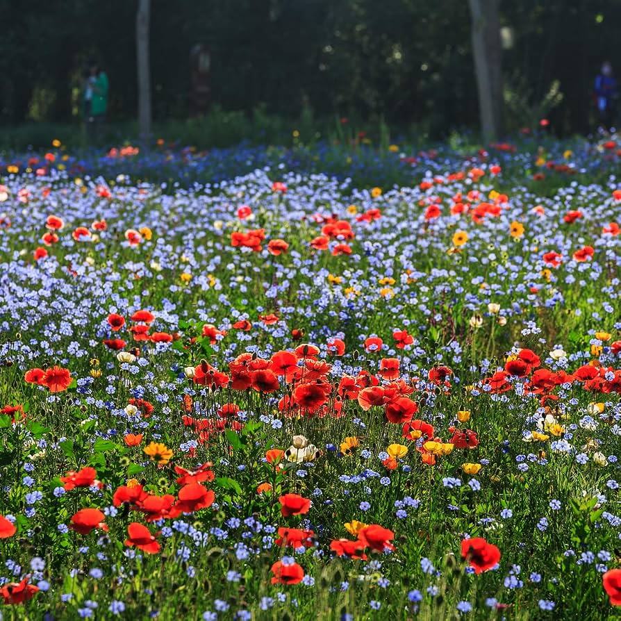 Wildflower Mix hain Seeds - Heirloom Flower Garden Seeds for Growing