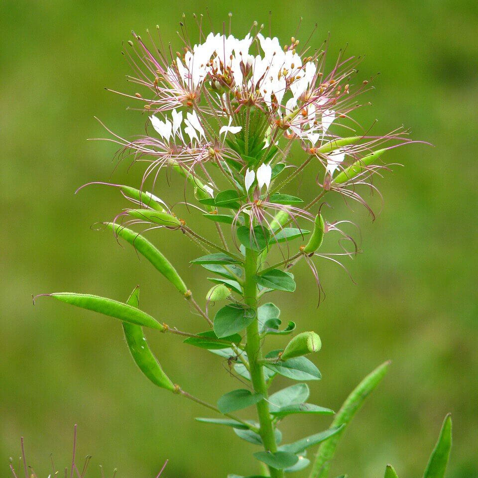 Wildflower Polanisia Dodecandra Seeds - Heirloom Flower Garden Seeds for Growing