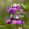 Wildflower Purple Heterophylla Seeds - Heirloom Flower Garden Seeds for Growing