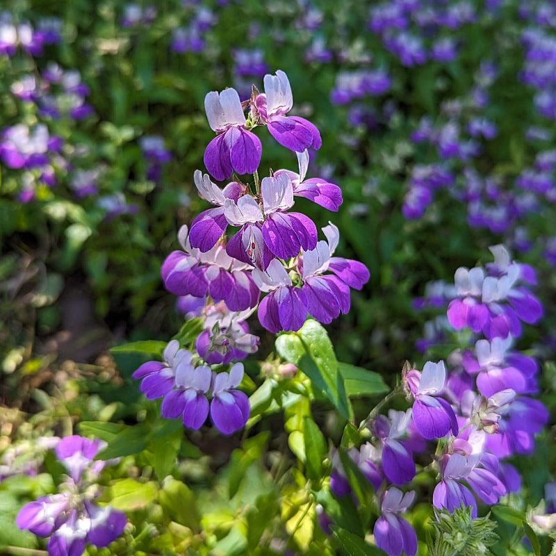 Wildflower Purple Heterophylla Seeds - Heirloom Flower Garden Seeds for Growing