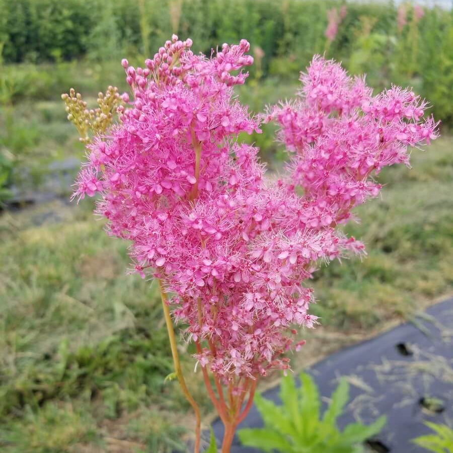 Wildflower Queen of the Prairie Seeds - Heirloom Flower Garden Seeds for Growing