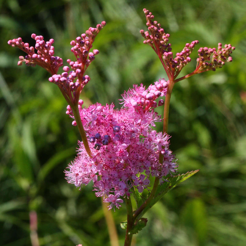 Wildflower Queen of the Prairie Seeds - Heirloom Flower Garden Seeds for Growing
