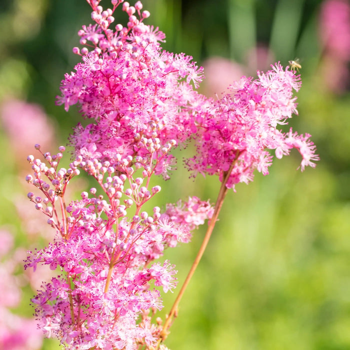 Wildflower Queen of the Prairie Seeds - Heirloom Flower Garden Seeds for Growing