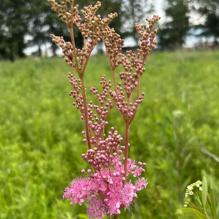 Wildflower Queen of the Prairie Seeds - Heirloom Flower Garden Seeds for Growing
