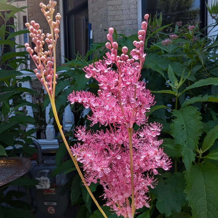 Wildflower Queen of the Prairie Seeds - Heirloom Flower Garden Seeds for Growing