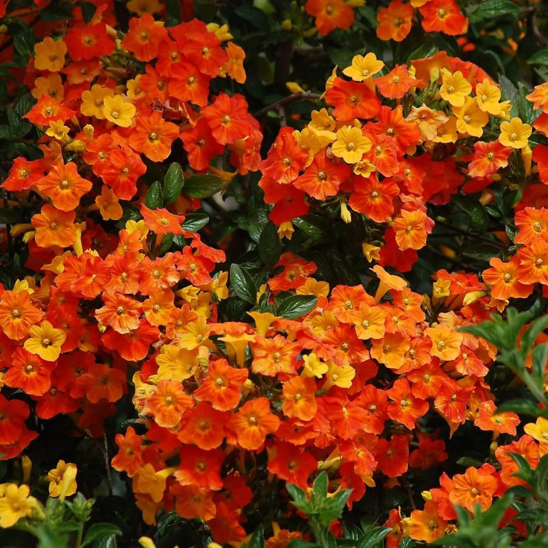 Wildflower Streptosolen Seeds - Heirloom Flower Garden Seeds for Growing