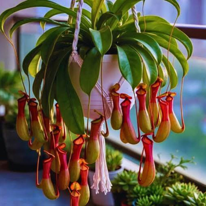 Winged Pitcher Plant Seeds - Heirloom Flower Garden Seeds for Growing