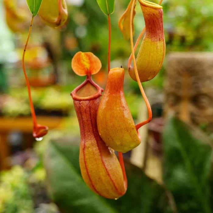 Winged Pitcher Plant Seeds - Heirloom Flower Garden Seeds for Growing