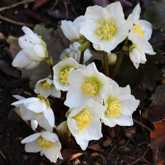 Winter Christmas Rose Seeds - Heirloom Flower Garden Seeds for Growing