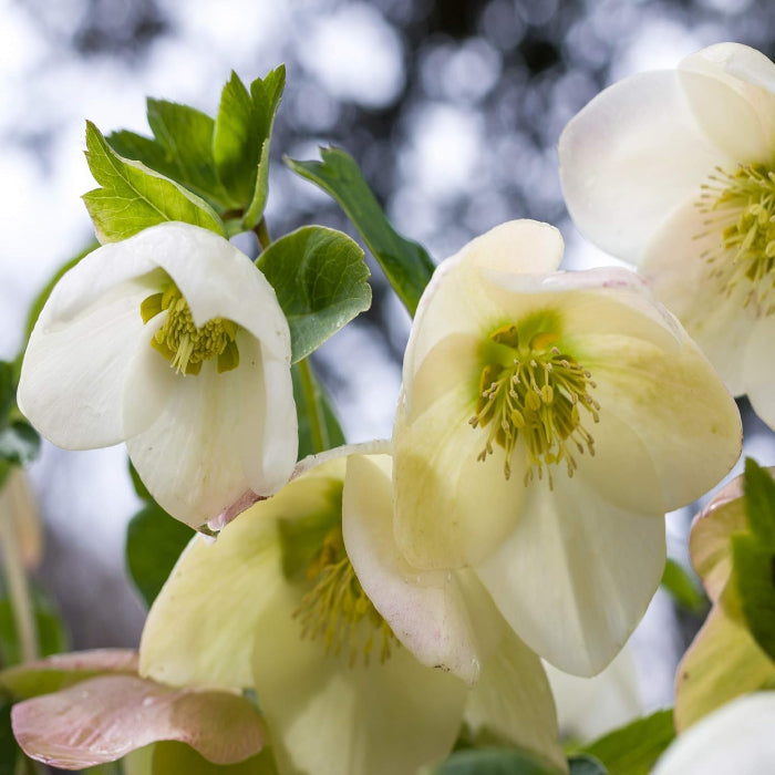 Winter Christmas Rose Seeds - Heirloom Flower Garden Seeds for Growing