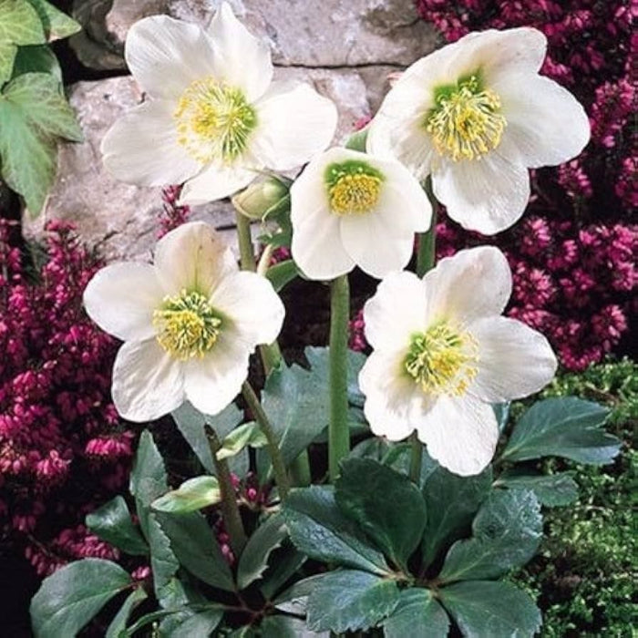 Winter Christmas Rose Seeds - Heirloom Flower Garden Seeds for Growing