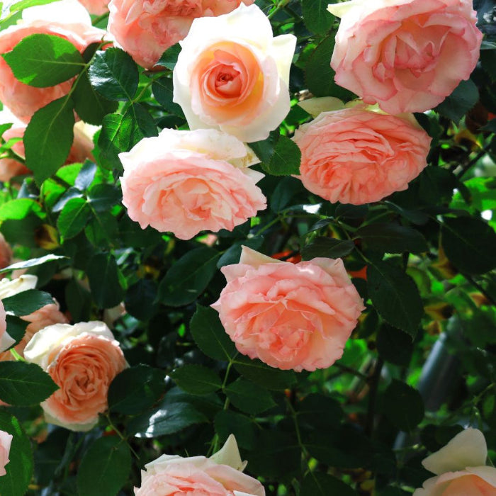 Wood Rose Seeds  - Heirloom Flower Garden Seeds for Growing