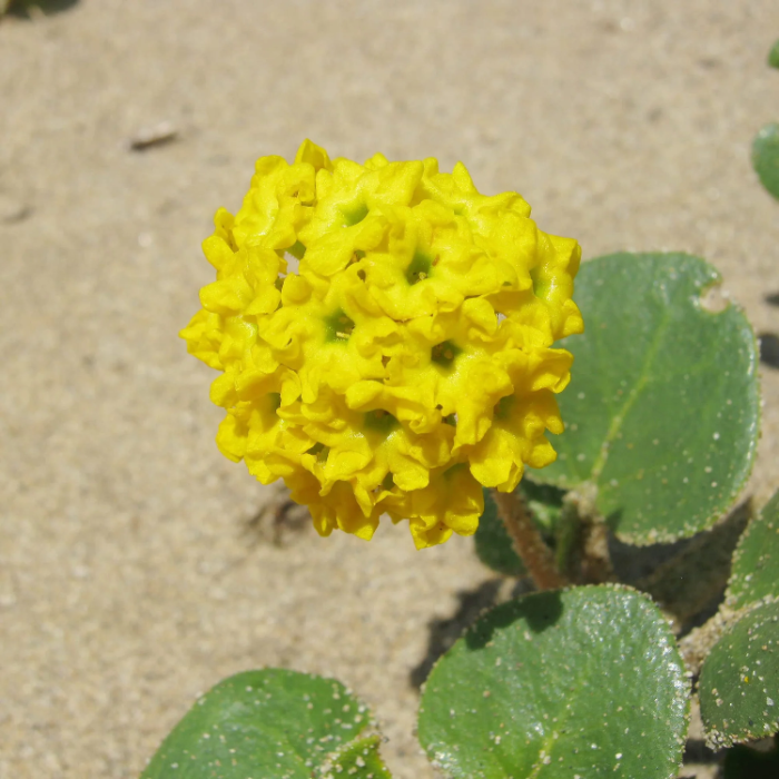 Yellow Abronia Latifolia Seeds - Heirloom Flower Garden Seeds for Growing
