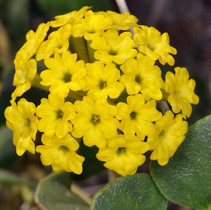 Yellow Abronia Latifolia Seeds - Heirloom Flower Garden Seeds for Growing