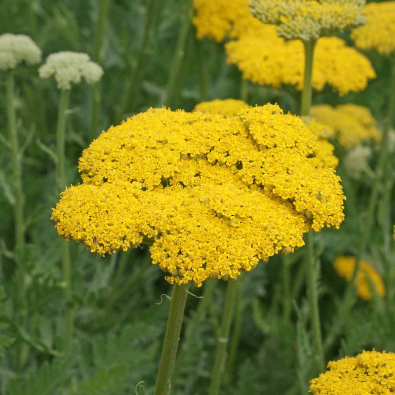 Yellow Achillea Seeds - Heirloom Flower Garden Seeds for Growing
