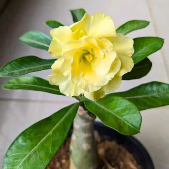 Yellow Adenium Seeds - Heirloom Flower Garden Seeds for Growing