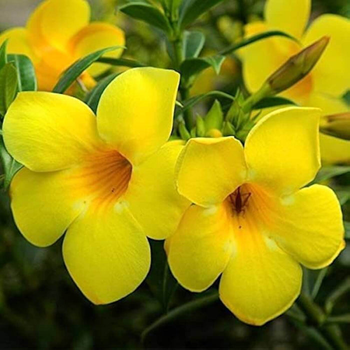 Yellow Allamanda Seeds - Heirloom Flower Garden Seeds for Growing