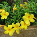 Yellow Allamanda Seeds - Heirloom Flower Garden Seeds for Growing