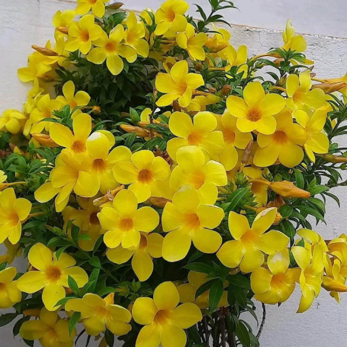 Yellow Allamanda Seeds - Heirloom Flower Garden Seeds for Growing