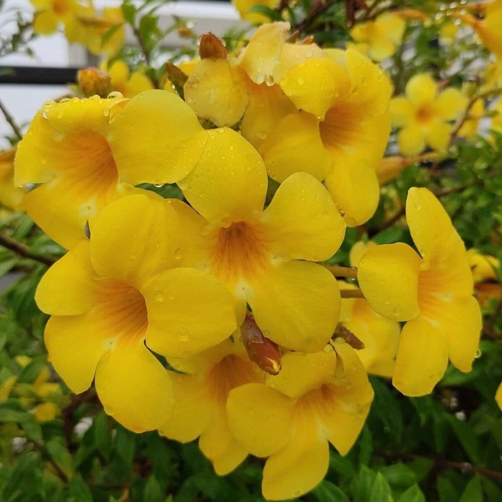 Yellow Allamanda Seeds - Heirloom Flower Garden Seeds for Growing