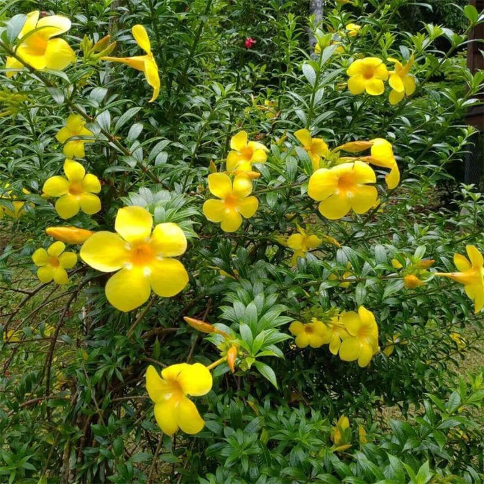 Yellow Allamanda Seeds - Heirloom Flower Garden Seeds for Growing