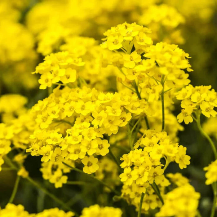 Yellow Aurinia Saxatilis Alyssum Seeds - Heirloom Flower Garden Seeds for Growing