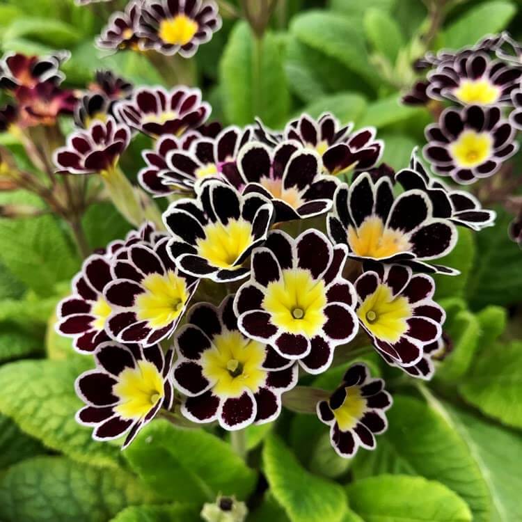 Yellow Black Primrose Seeds -  Heirloom Flower Garden Seeds for Growing