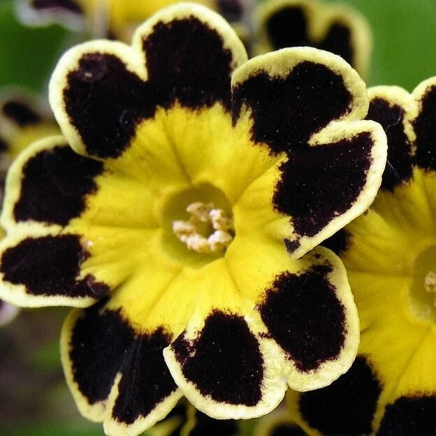 Yellow Black Primrose Seeds -  Heirloom Flower Garden Seeds for Growing