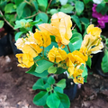 Yellow Bougainvillea Seeds - Heirloom Flower Garden Seeds for Growing