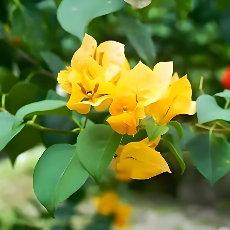 Yellow Bougainvillea Seeds - Heirloom Flower Garden Seeds for Growing