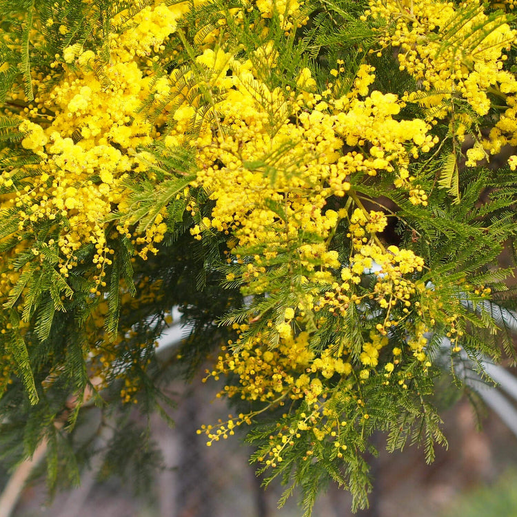Yellow Bright Wattle Seeds - Heirloom Flower Garden Seeds for Growing