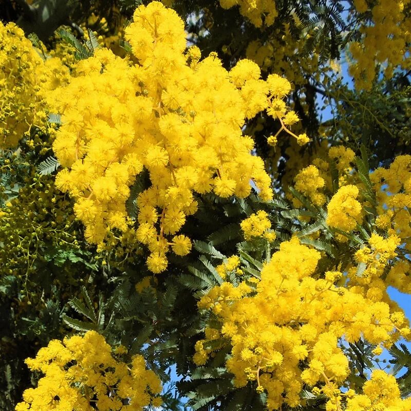 Yellow Bright Wattle Seeds - Heirloom Flower Garden Seeds for Growing