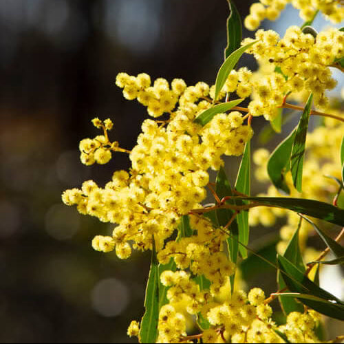 Yellow Bright Wattle Seeds - Heirloom Flower Garden Seeds for Growing