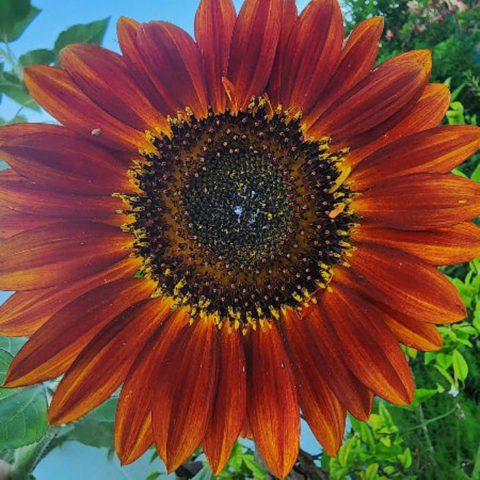 Yellow Brown Sunflower Seeds  - Heirloom Flower Garden Seeds for Growing