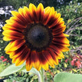 Yellow Brown Sunflower Seeds  - Heirloom Flower Garden Seeds for Growing