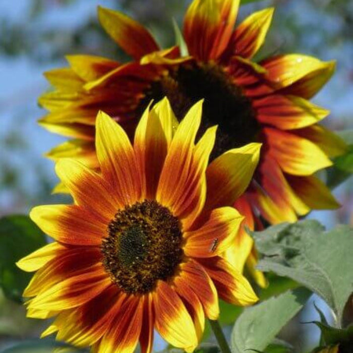 Yellow Brown Sunflower Seeds  - Heirloom Flower Garden Seeds for Growing