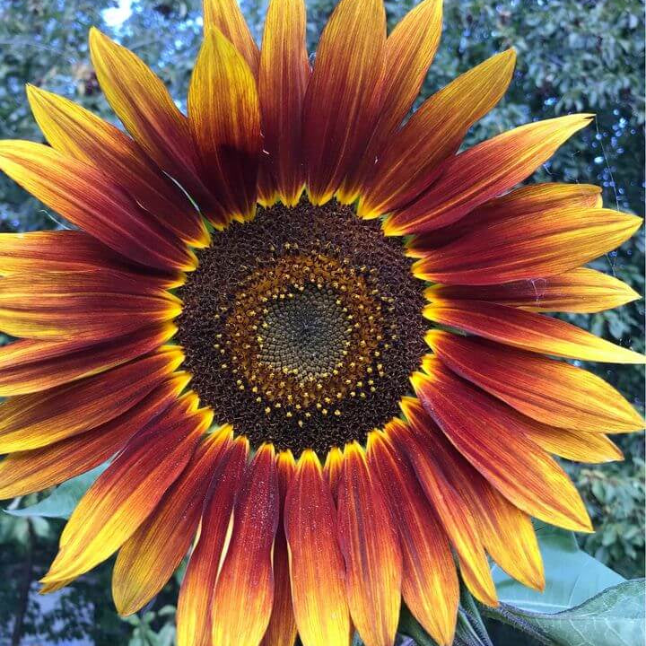 Yellow Brown Sunflower Seeds  - Heirloom Flower Garden Seeds for Growing