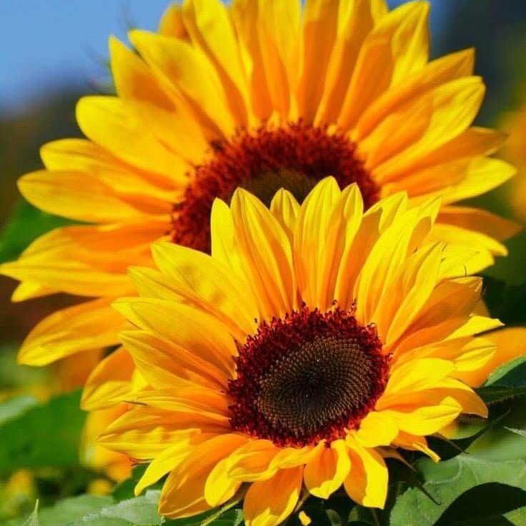 Yellow Brown Sunflower Seeds  - Heirloom Flower Garden Seeds for Growing