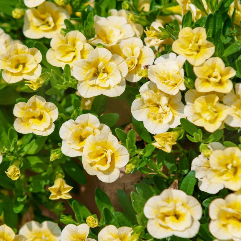 Yellow Calibrachoa Seeds - Heirloom Flower Garden Seeds for Growing