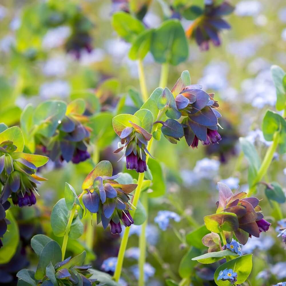 Yellow Cerinthe Seeds - Heirloom Flower Garden Seeds for Growing