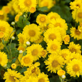 Yellow Chrysanthemum Seeds - Heirloom Flower Garden Seeds for Growing
